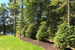 A row of hemlocks create a soft screen along the property line.