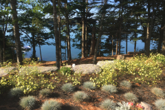 A view of the ocean is complemented by low-growing blue grasses and yellow blooms.
