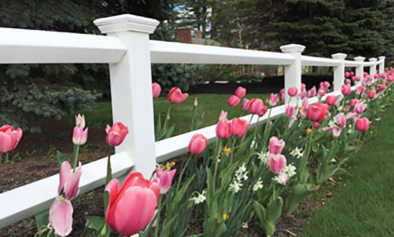 flowers blooming in maine spring landscaping