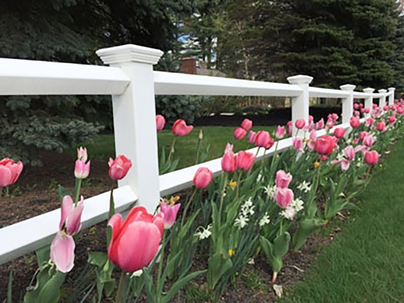 flowers blooming in maine spring landscaping
