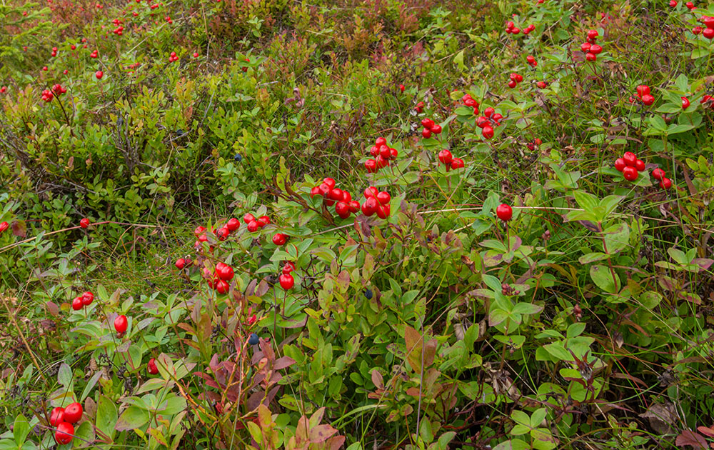 alpine bearberry flowers maine