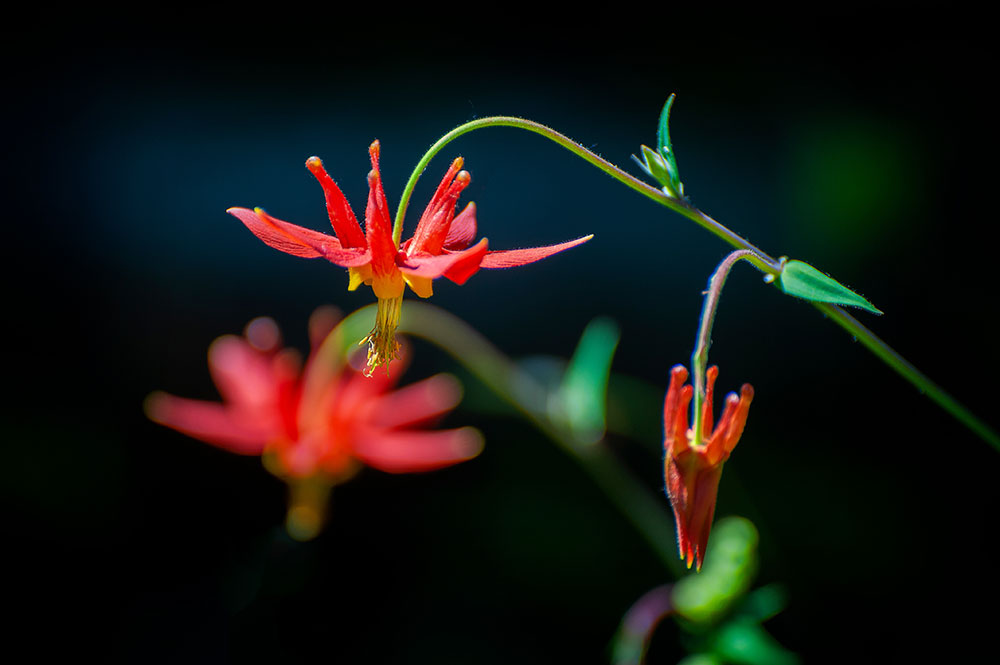 red columbine flowers maine landscaping