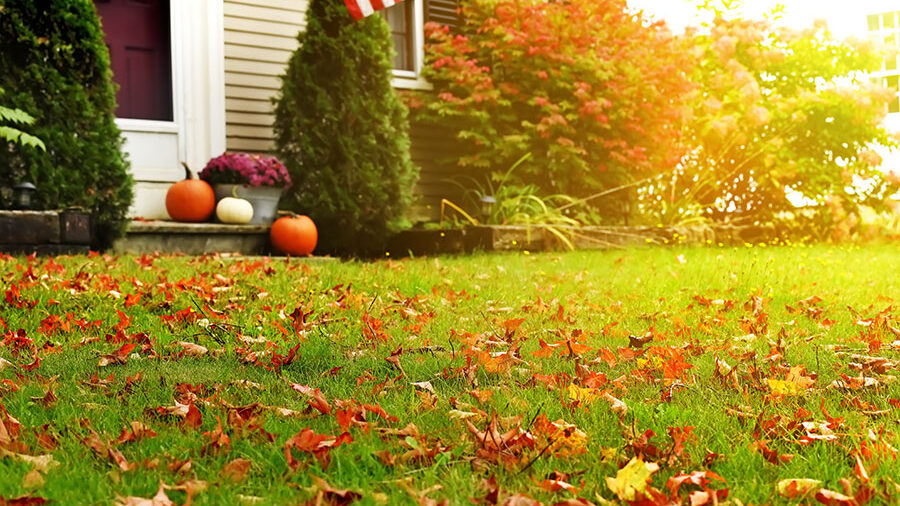 Green lawn with bright fallen leaves near the house and pumpkins