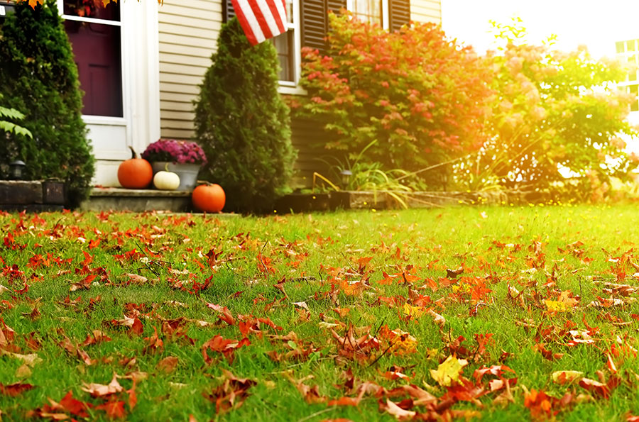 Green lawn with bright fallen leaves near the house and pumpkins