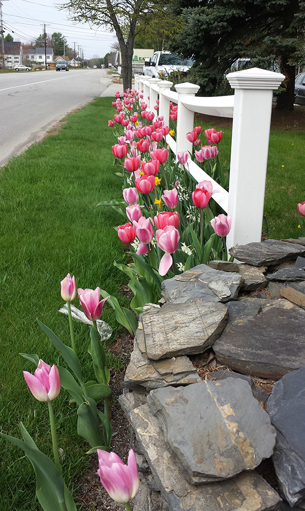 tulips in front of davis landscape